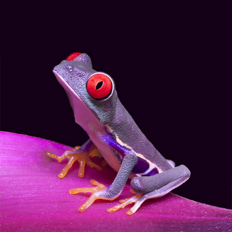 colorful-frog