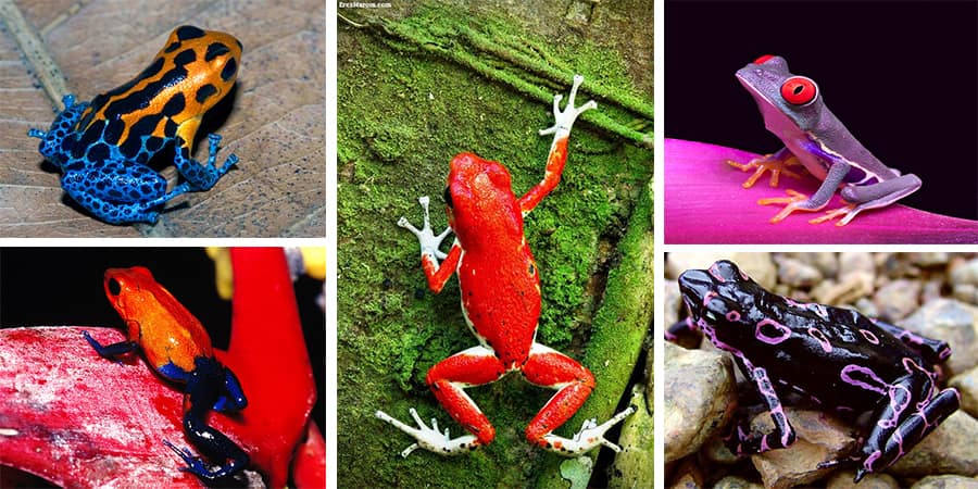 Most amazing colorful frogs that are not available to see everywhere